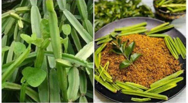 Pirandai (herbal) idli/dosa podi